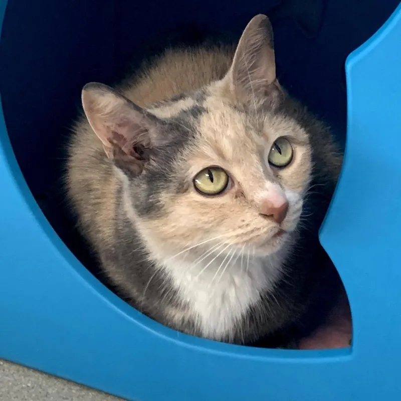 A young medium-sized female Buff / Tan / Fawn Domestic Short Hair cat named Maisie for adoption in Oyster Bay, NY