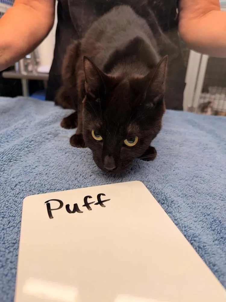 A young medium-sized female Black Domestic Short Hair cat named Puff for adoption in Vancouver, WA
