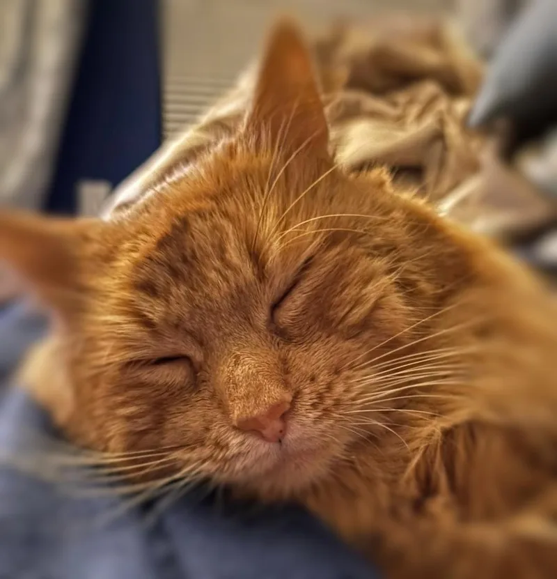Benny thumbnail 2