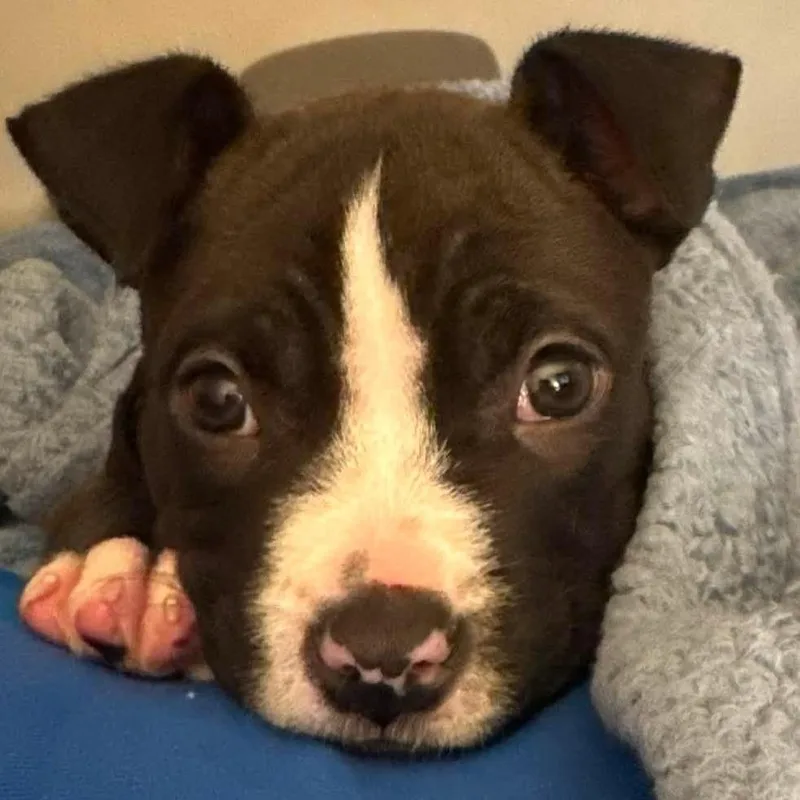 A baby small-sized male Black Pit Bull Terrier dog named Banks for adoption in Austin, TX