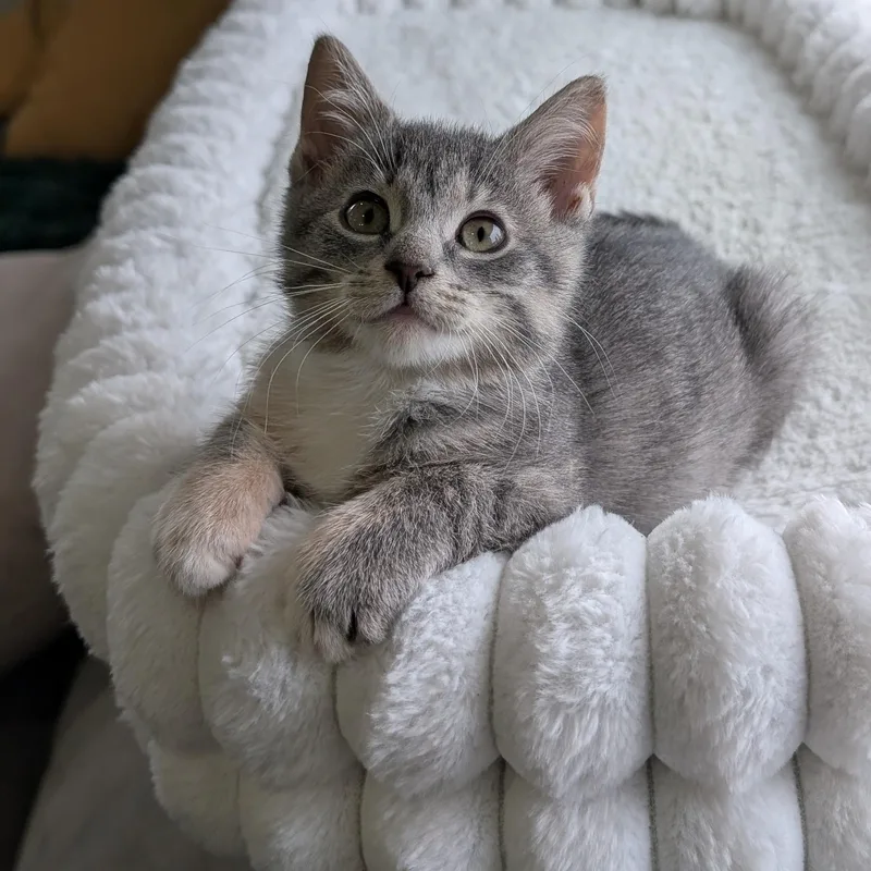 A baby medium-sized female Domestic Short Hair cat named Atari for adoption in Haddon Heights, NJ