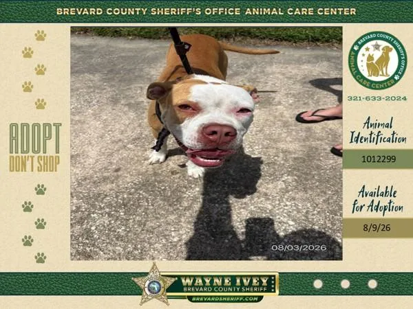 An adult medium-sized male Mixed Breed dog named Loki for adoption in Melbourne, FL