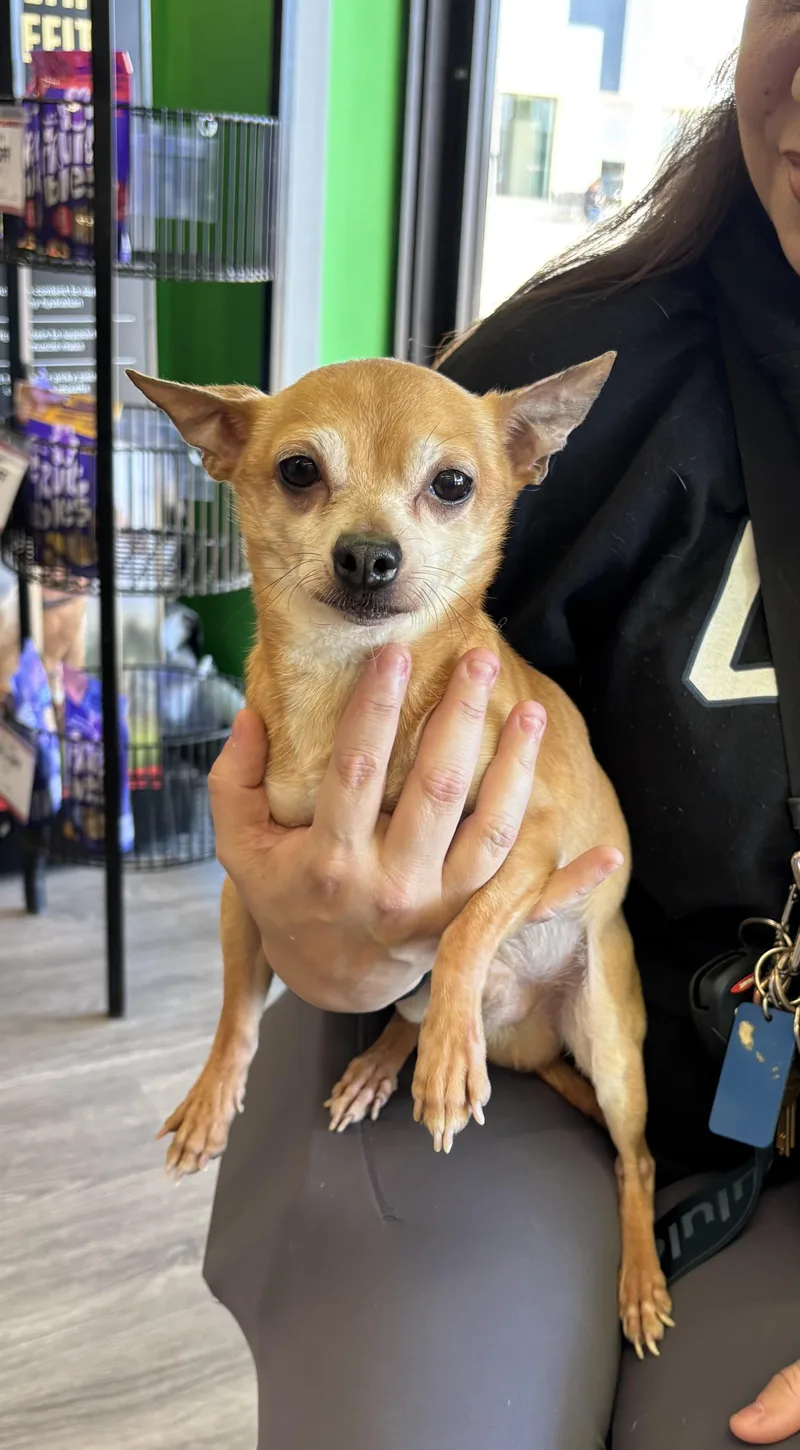 An adult small-sized male Golden Chihuahua dog named Rusty  Lbs  for adoption in White Lake, MI