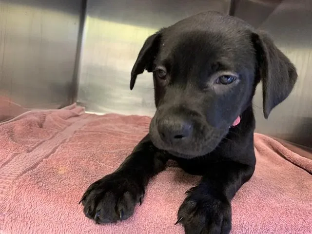A baby small-sized female American Staffordshire Terrier dog named Posh Spice for adoption in Grand Prairie, TX