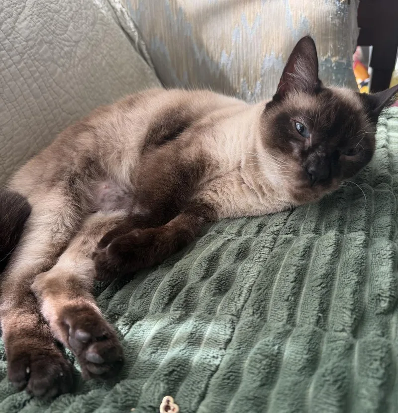 Willow