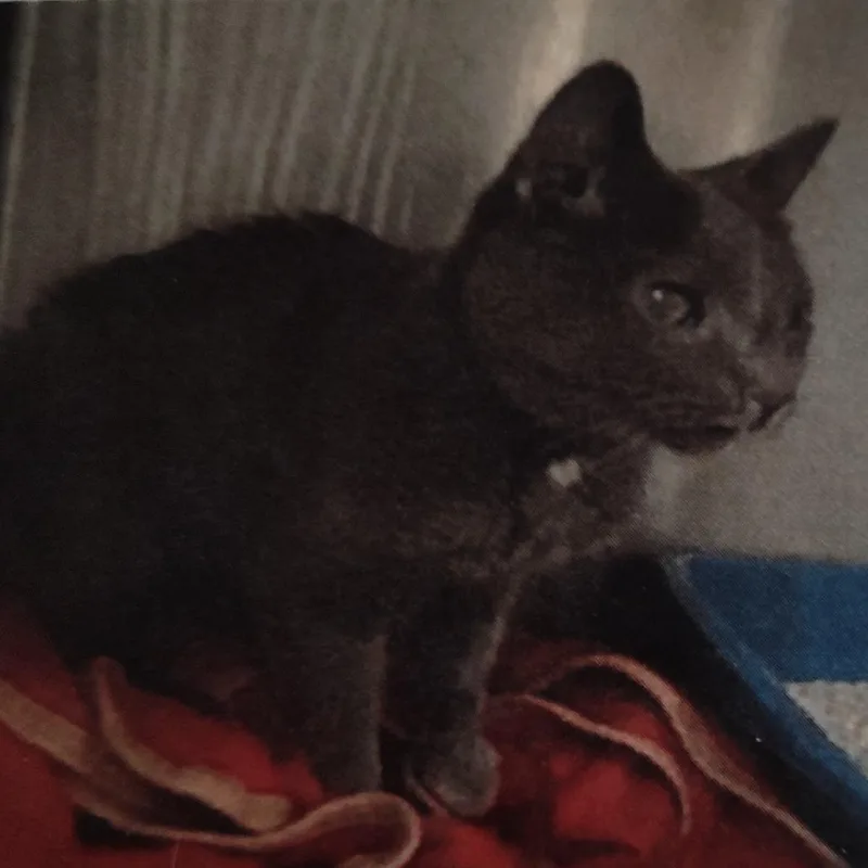 An adult small-sized female Gray / Blue / Silver Russian Blue cat named Josie for adoption in Hemet, CA
