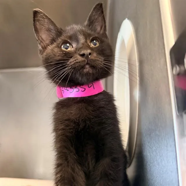 A baby small-sized female Domestic Short Hair cat named Poppy for adoption in Camarillo, CA