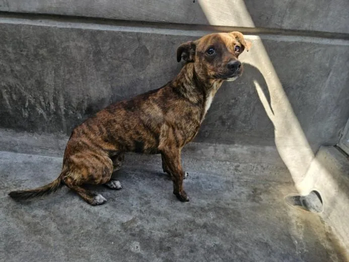 An adult small-sized male Dachshund dog named Tac for adoption in Los Angeles, CA