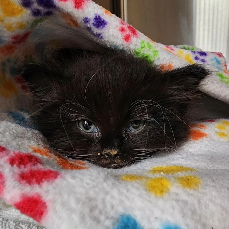 A baby small-sized female Black Domestic Medium Hair cat named Panini for adoption in Tacoma, WA