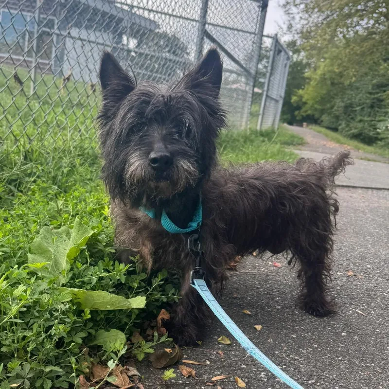 A senior small-sized male Black Cairn Terrier dog named Raisin for adoption in Newark, DE