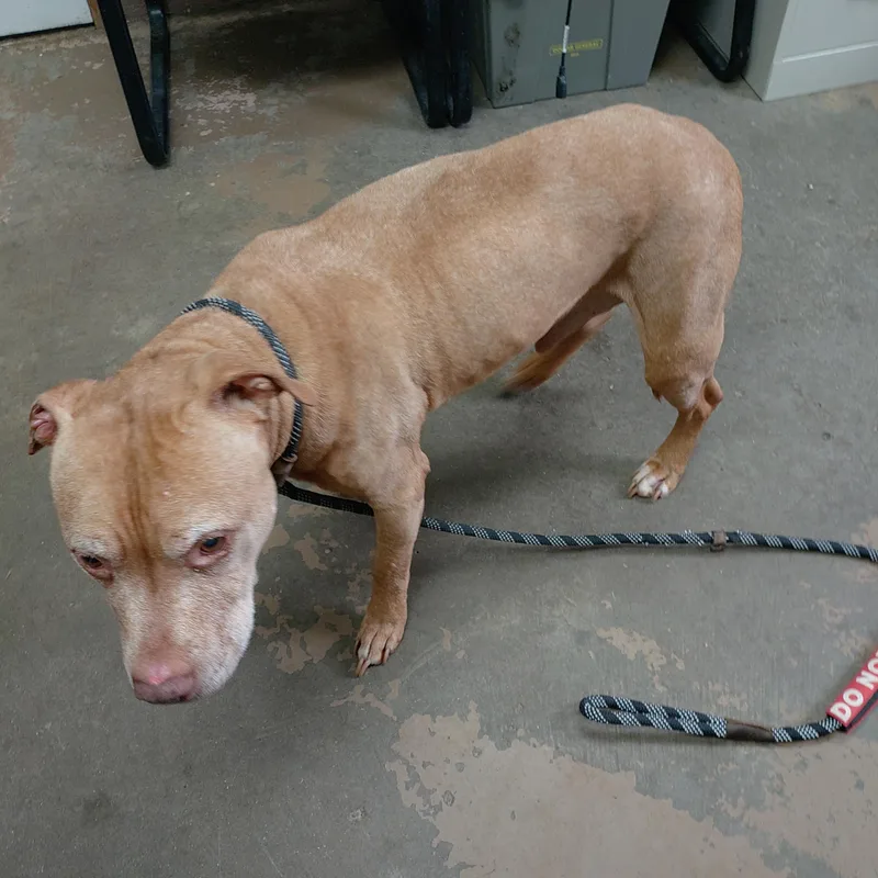 A senior medium-sized male American Staffordshire Terrier dog named 26-047 for adoption in Carrollton, OH