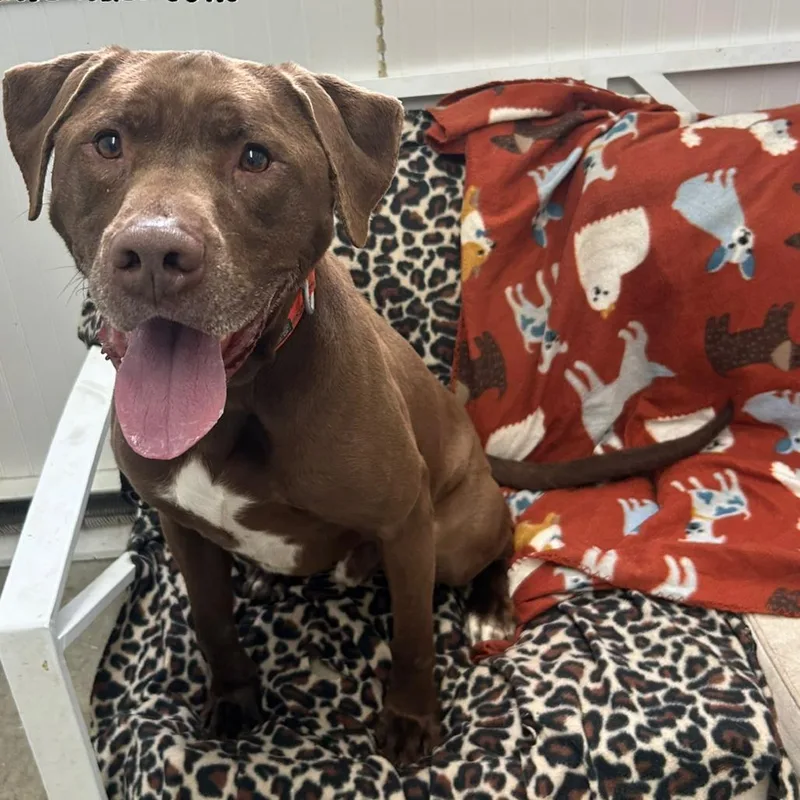 A young large-sized male Brown / Chocolate Chocolate Labrador Retriever dog named Diesel for adoption in Falmouth, KY