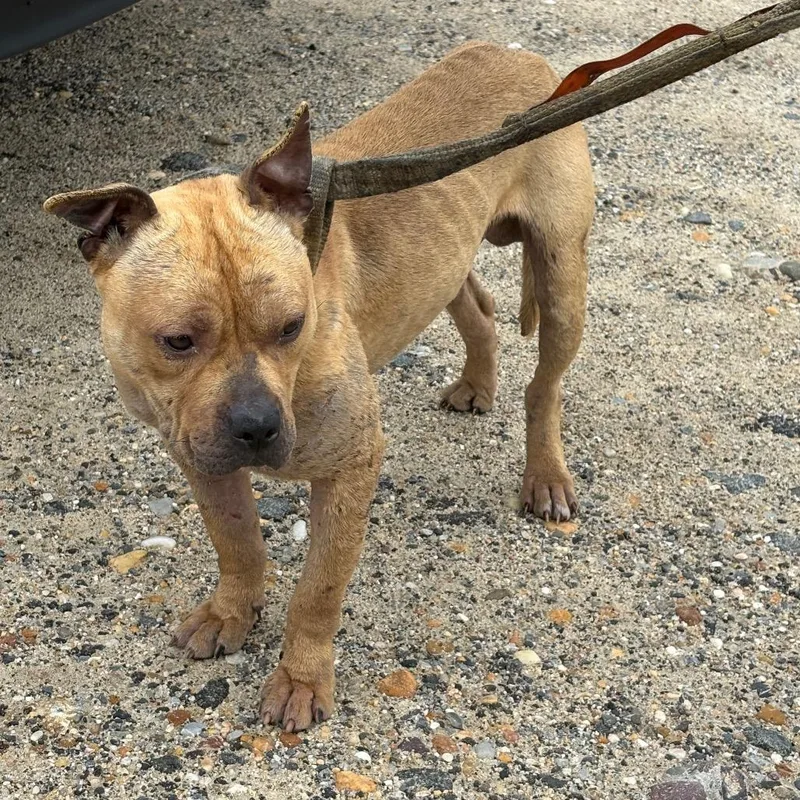 An adult medium-sized male Pit Bull Terrier dog named Conor for adoption in Pennsville, NJ