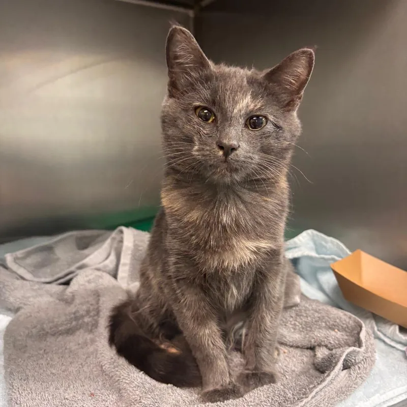 A baby small-sized female Domestic Medium Hair cat named Zuri for adoption in Shawnee, KS