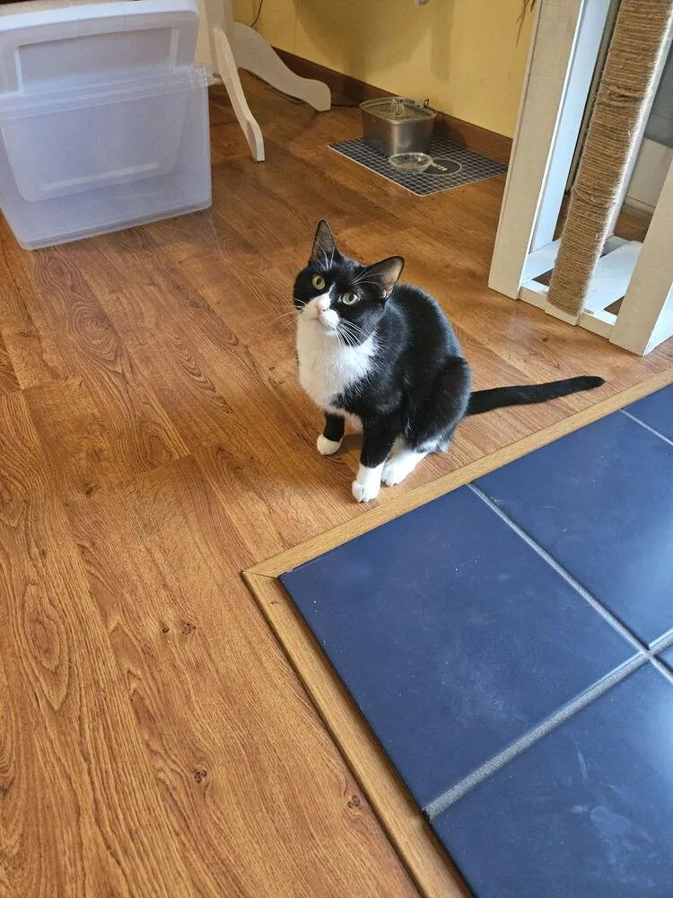 An adult large-sized female Black & White / Tuxedo Domestic Short Hair cat named Sweet Pea for adoption in McPherson, KS