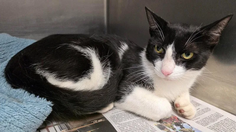 A young large-sized male Black & White / Tuxedo Domestic Short Hair cat named CA Fancy Boy for adoption in Glen Allen, VA