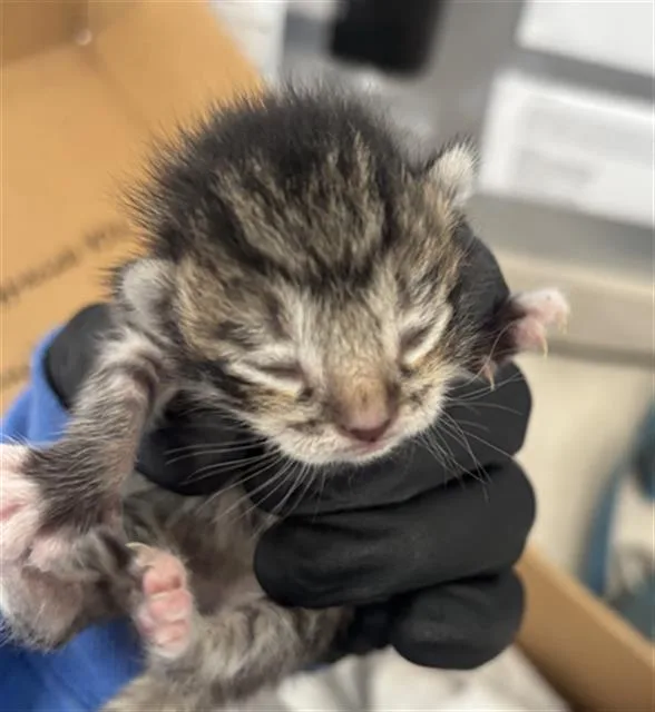 A baby medium-sized female Domestic Short Hair cat named Emerson for adoption in Dallas, TX