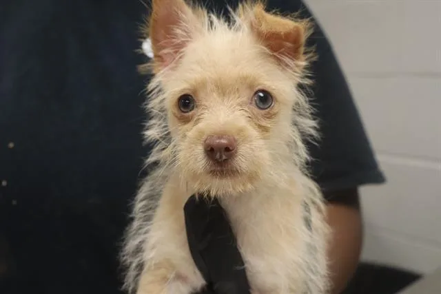 Coco