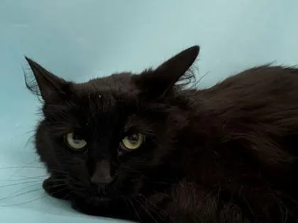An adult small-sized female Domestic Long Hair cat named Gloo for adoption in Woodbury, MN