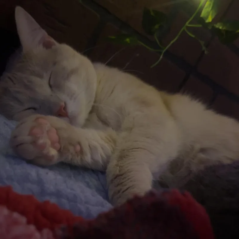An adult small-sized male Cream / Ivory American Shorthair cat named Chedder for adoption in Rochester, MN