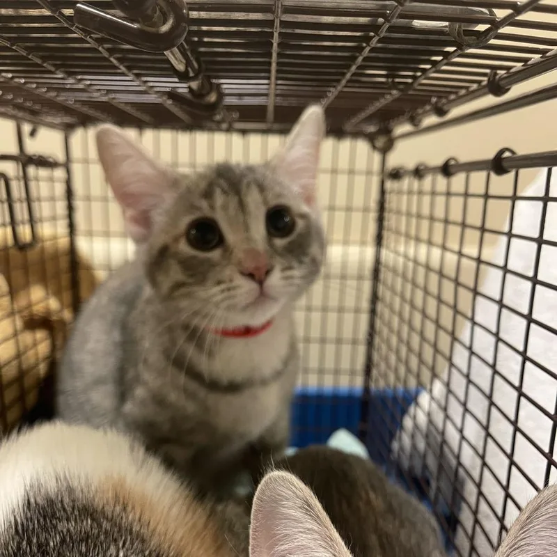 A baby small-sized female Domestic Short Hair cat named Jade for adoption in Chicago, IL