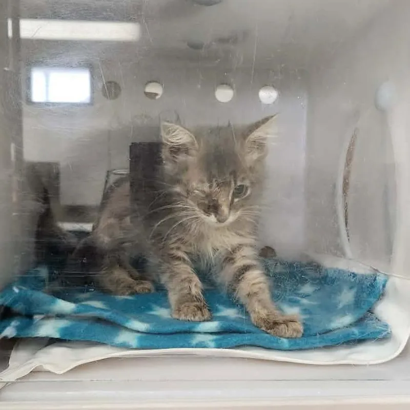 A baby small-sized female Gray / Blue / Silver Domestic Long Hair cat named Olive for adoption in Bastrop, TX