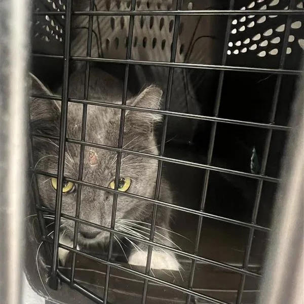An adult medium-sized male Gray / Blue / Silver Domestic Short Hair cat named Tangerine for adoption in Salt Lake City, UT