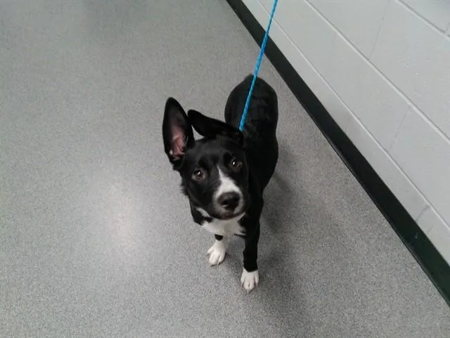 A young medium-sized female Border Collie dog named Mya for adoption in Kalamazoo, MI