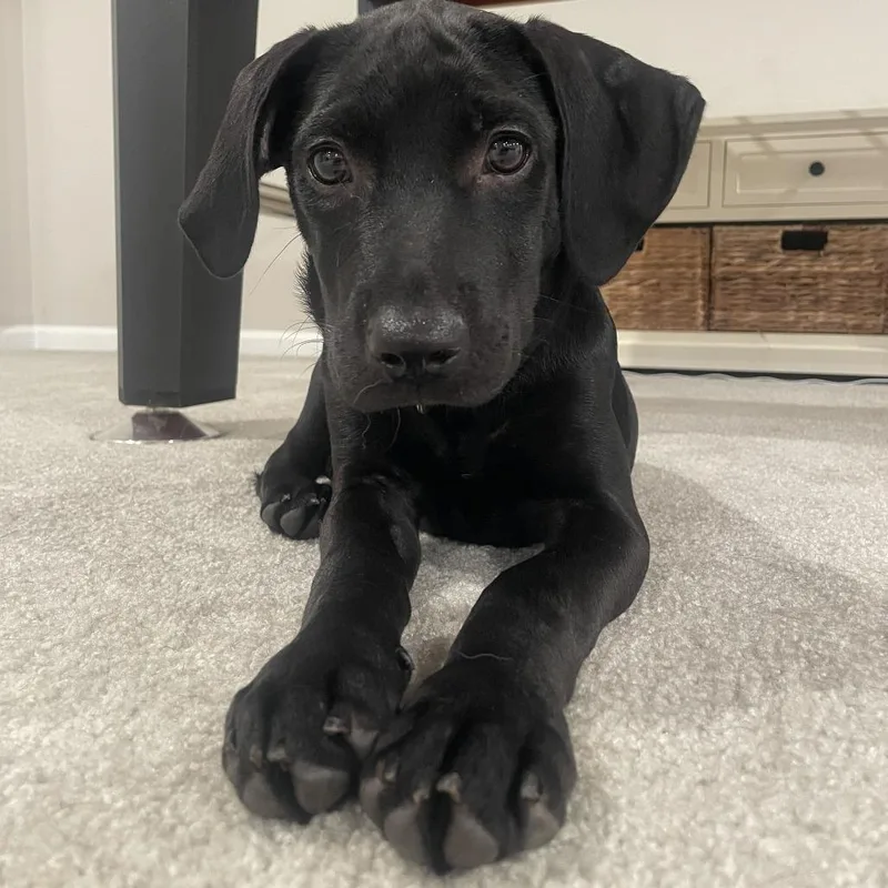 A baby small-sized male Labrador Retriever dog named Xavian for adoption in Newark, DE