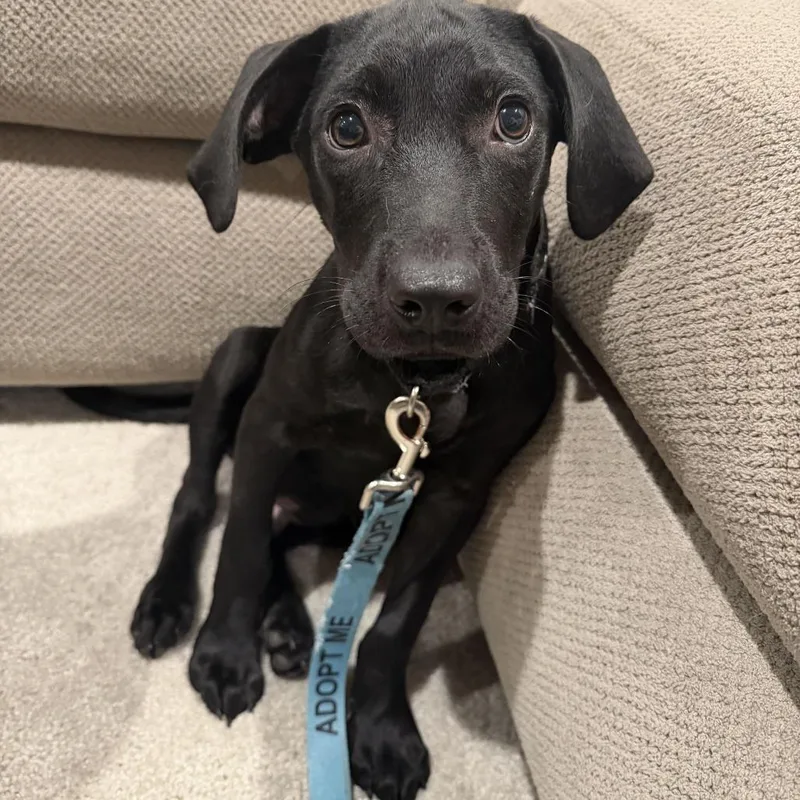Xavian thumbnail 3