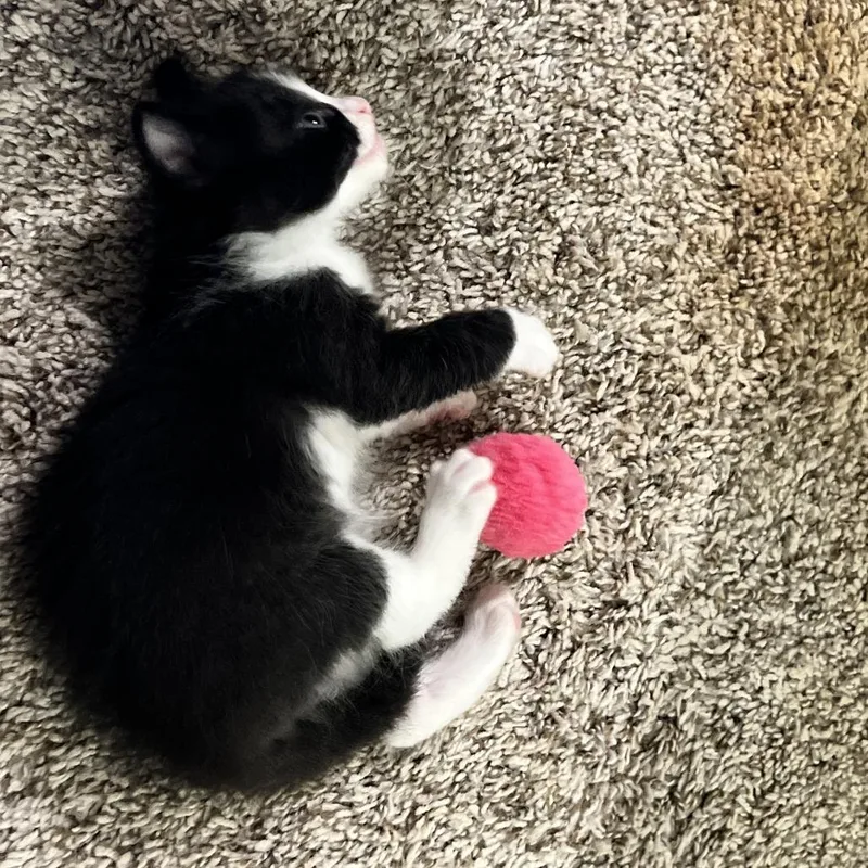 A baby small-sized male Black Domestic Short Hair cat named Salt Lake for adoption in Austin, TX