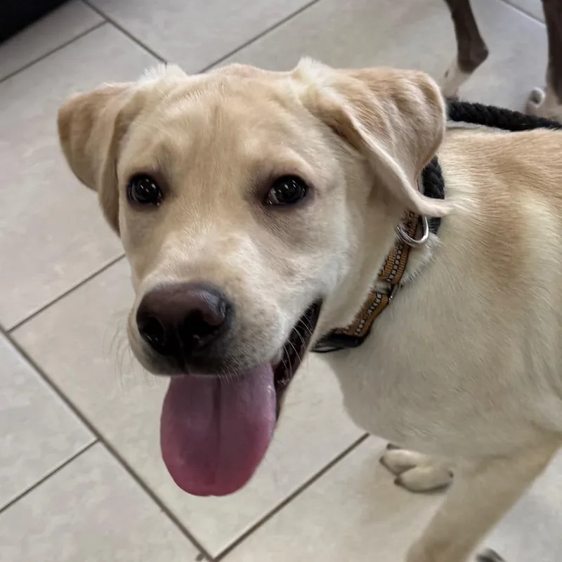 A baby medium-sized male Yellow Labrador Retriever dog named Beaver for adoption in Medford, NY