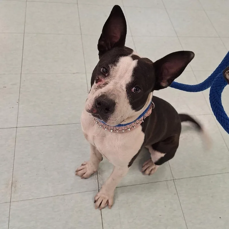 An adult medium-sized male Black Mixed Breed dog named Dreamer for adoption in Philadelphia, PA