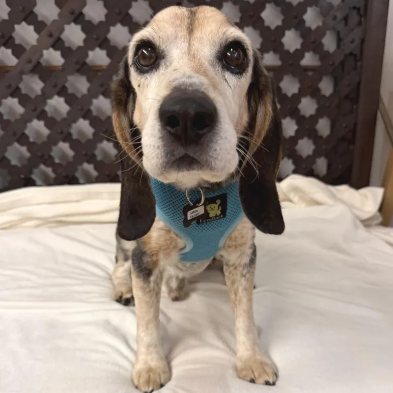 A senior small-sized male Brown / Chocolate Beagle dog named Neon Carrot for adoption in San Francisco, CA