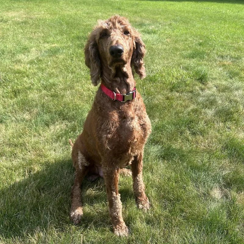 An adult large-sized male Red / Chestnut / Orange Poodle dog named Sheldon for adoption in Union Grove, WI