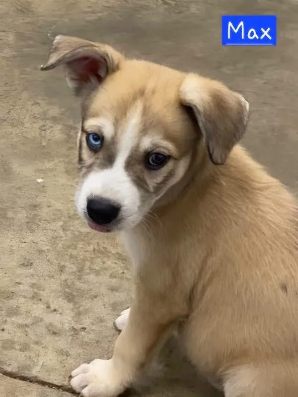 Max