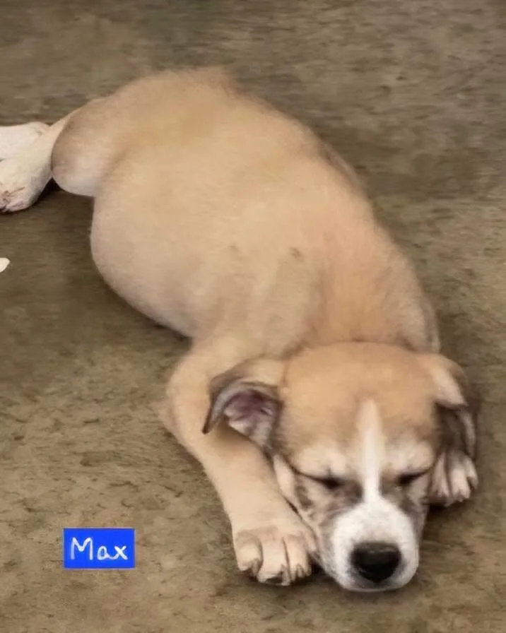 Max thumbnail 3