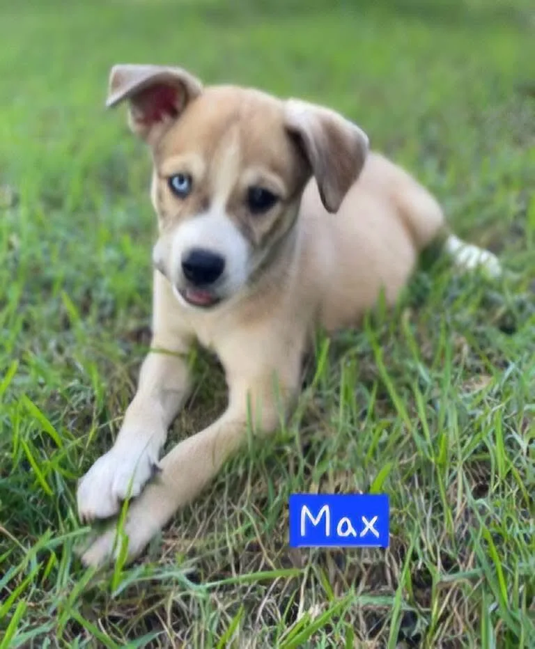 Max thumbnail 4