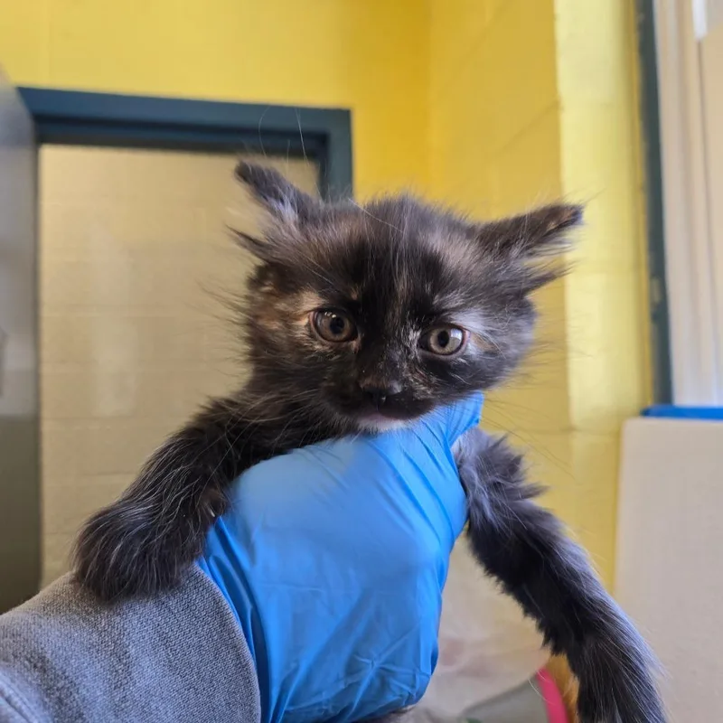 A baby small-sized female Tortoiseshell Domestic Long Hair cat named Plum for adoption in East Hanover, NJ