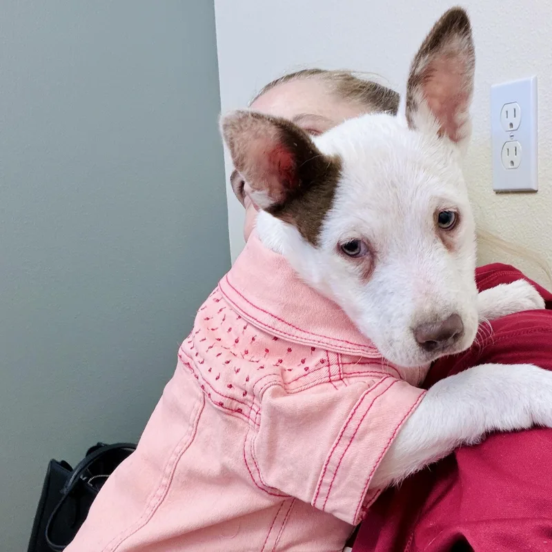 A baby small-sized female White / Cream Jack Russell Terrier dog named Rebel for adoption in Ellensburg, WA