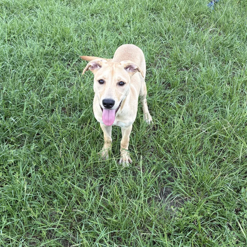 Bella