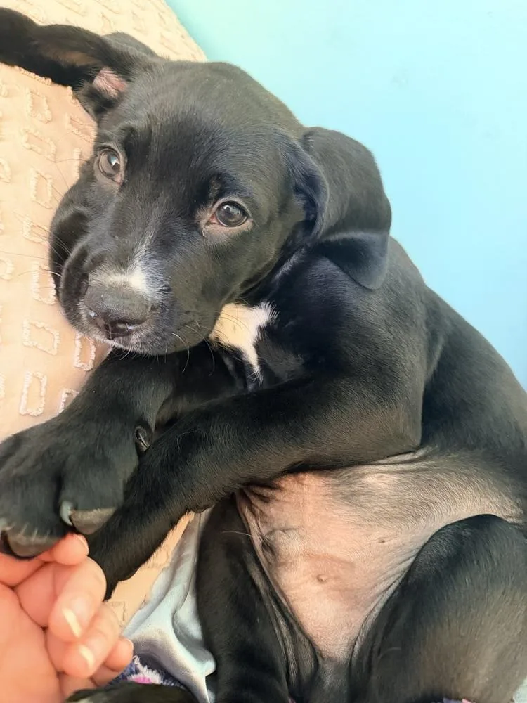 A baby large-sized male Black Mixed Breed dog named Spork Alexander for adoption in Lansing, MI