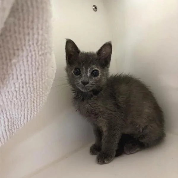 A baby small-sized female Calico Domestic Short Hair cat named Matcha for adoption in Phoenix, AZ