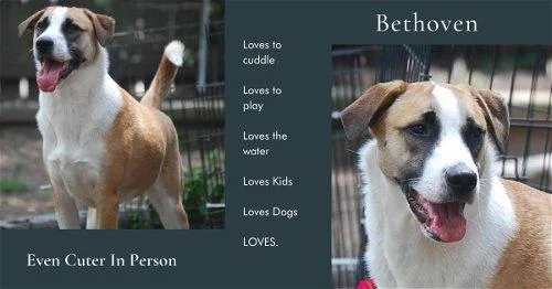 Bethoven thumbnail 4