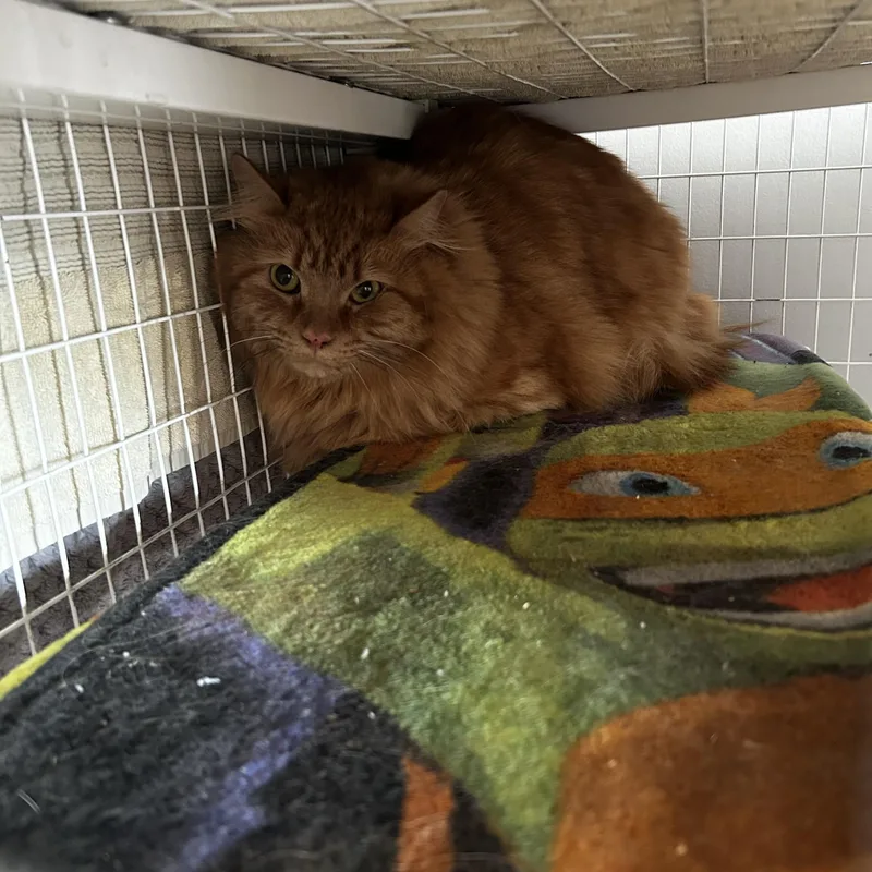 An adult medium-sized male Tabby (Orange / Red) Domestic Medium Hair cat named Egg Roll for adoption in Warminster, PA