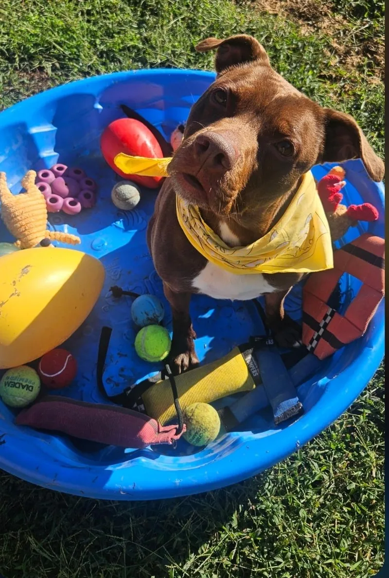 An adult medium-sized female Brown / Chocolate American Staffordshire Terrier dog named Daisy for adoption in Kearneysville, WV