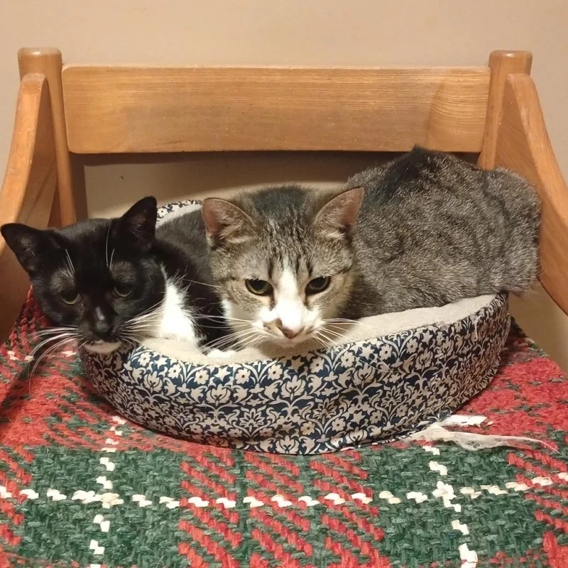 Isabella thumbnail 3