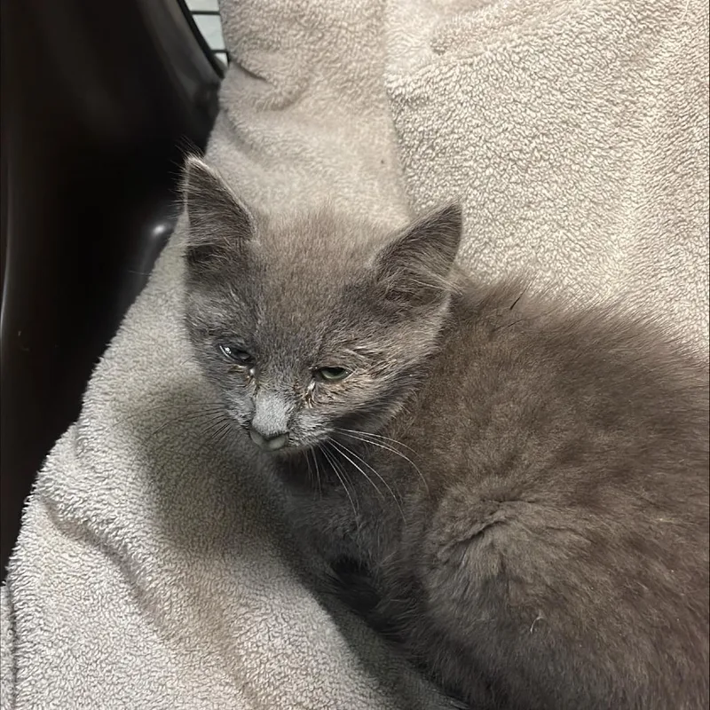 A baby small-sized female Gray / Blue / Silver Domestic Medium Hair cat named Banana Split for adoption in Tacoma, WA