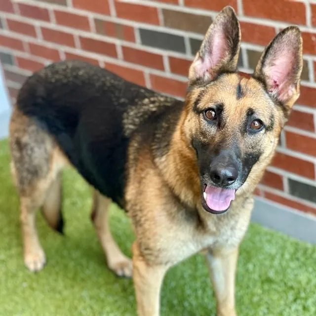 An adult large-sized female German Shepherd Dog dog named Monica for adoption in Edmond, OK