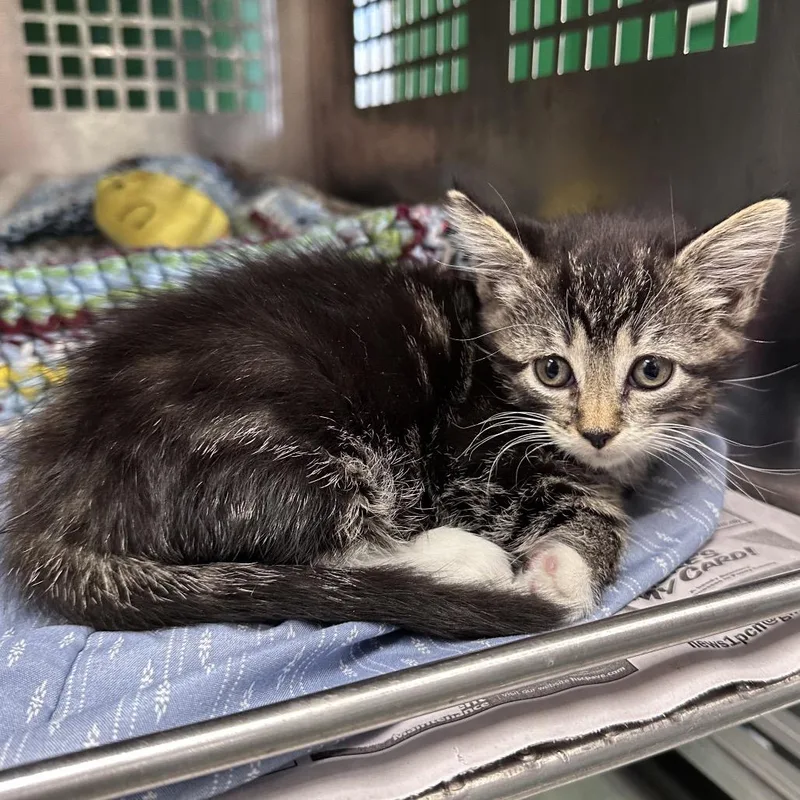 A baby small-sized female Brown / Chocolate Domestic Short Hair cat named Adele for adoption in Mount Vernon, IN